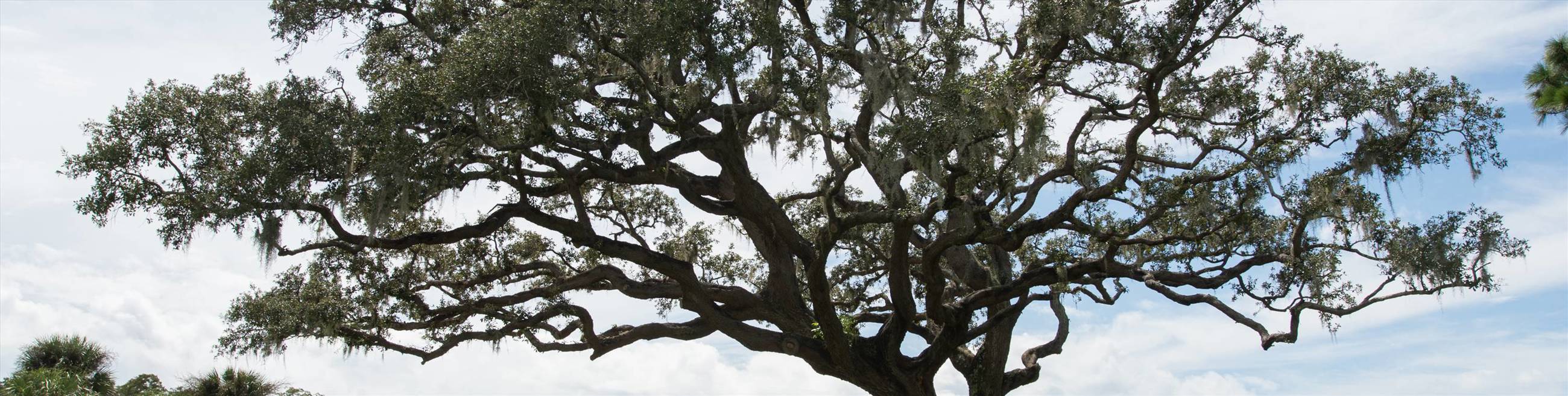 Local Tree Care Near Atlanta and Charlotte Areas