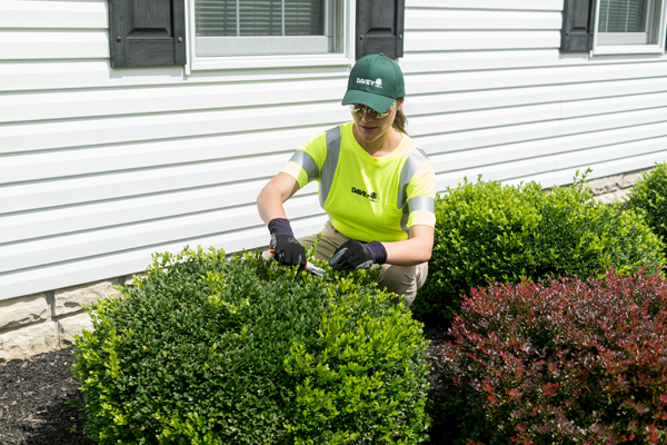 How To Care For Trees In The Summer