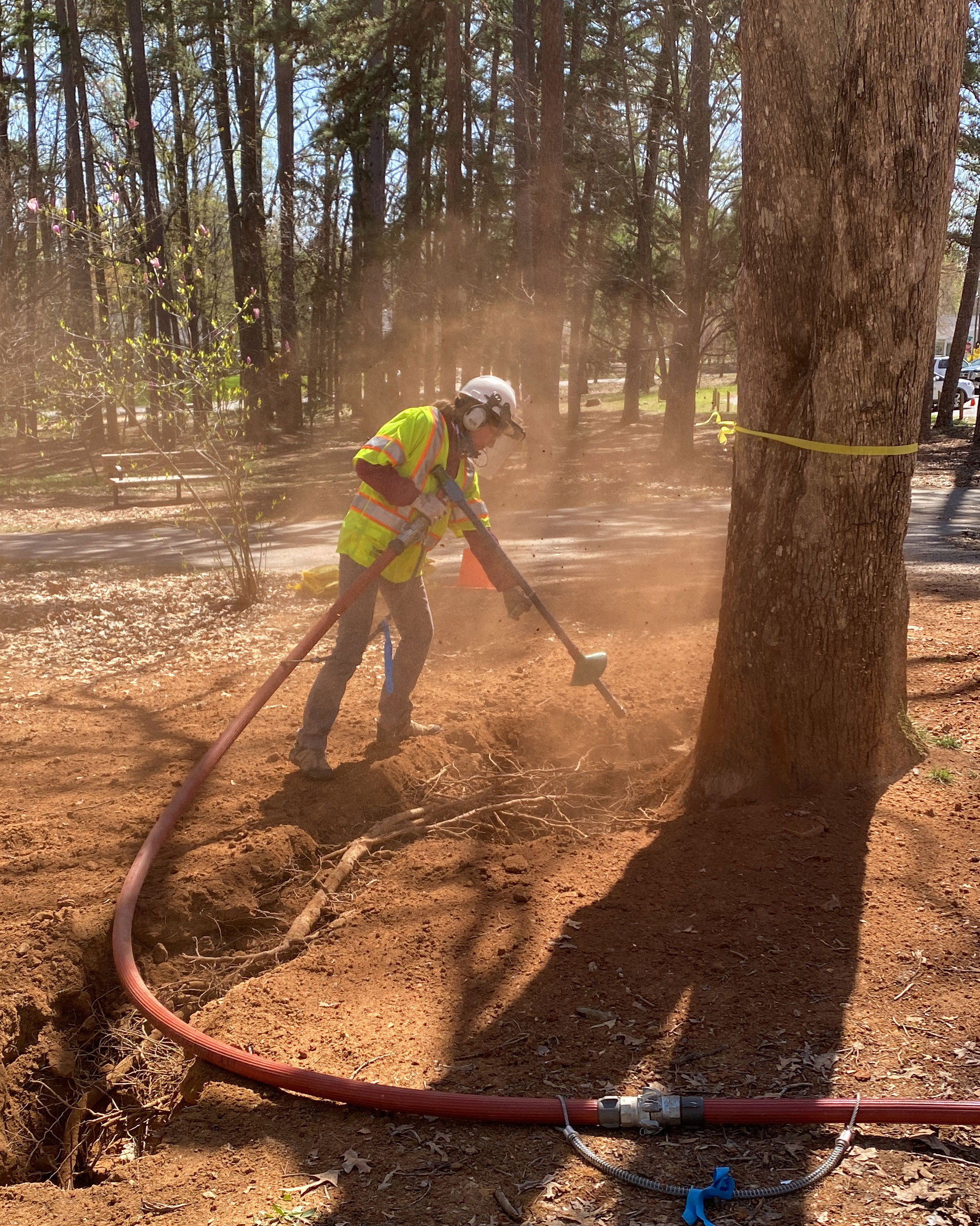 Root Collar Disorders