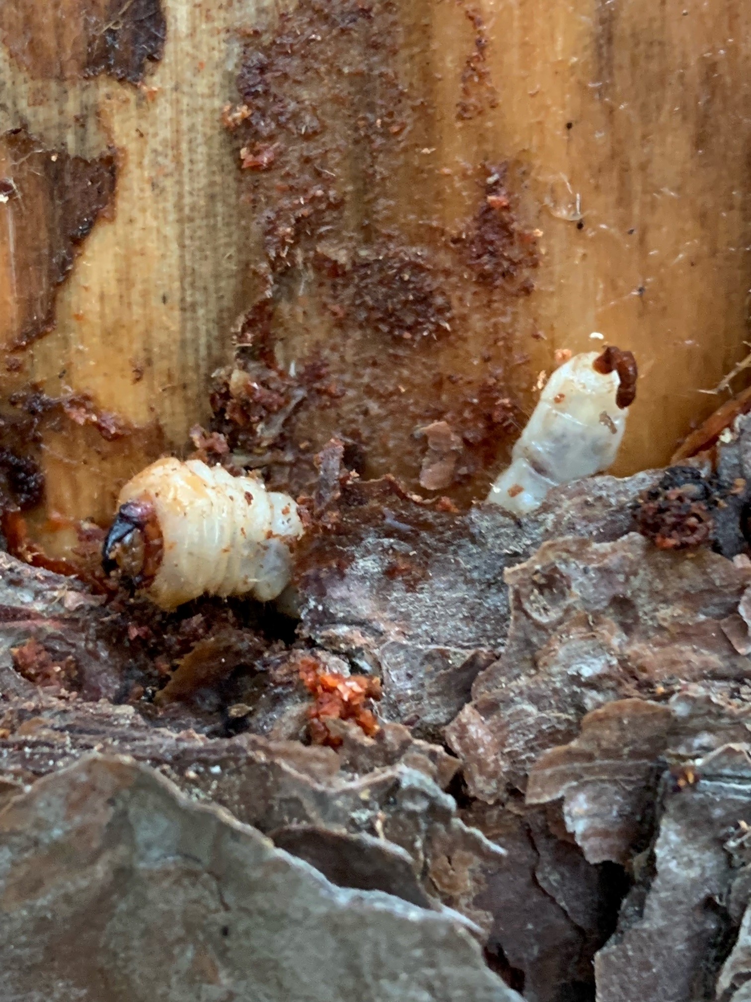 Southern Pine Beetle