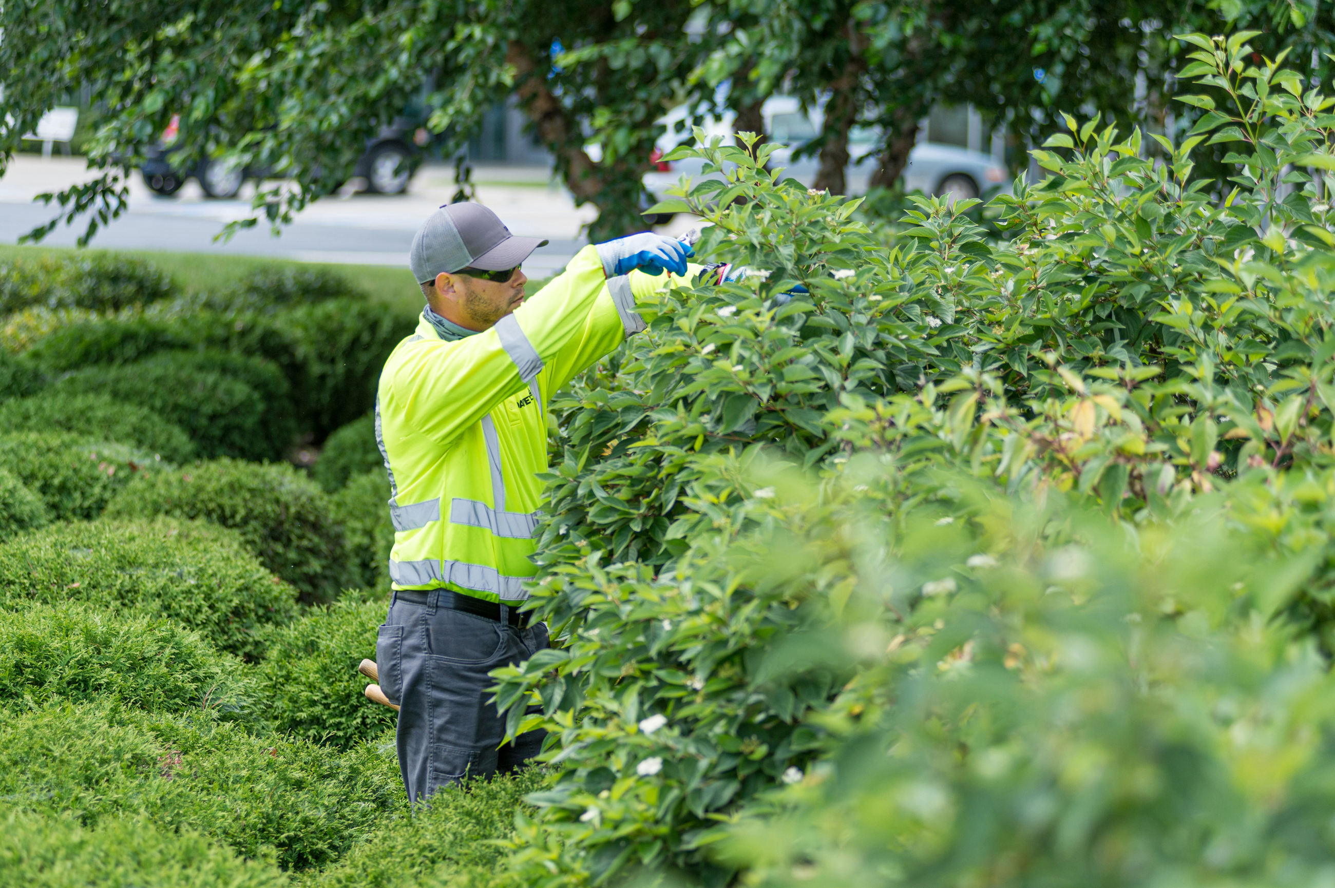 Tree Trimming & Pruning Services Near Atlanta and Charlotte Areas
