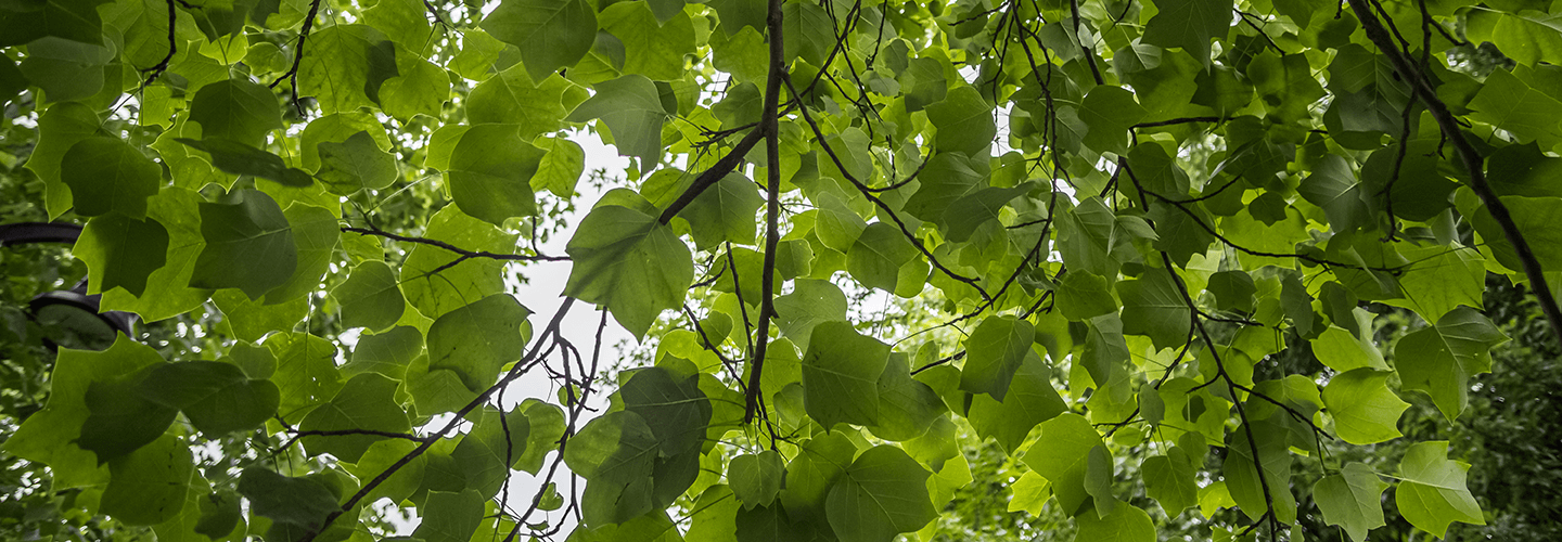 Arborguard Tree Specialists | Concourse