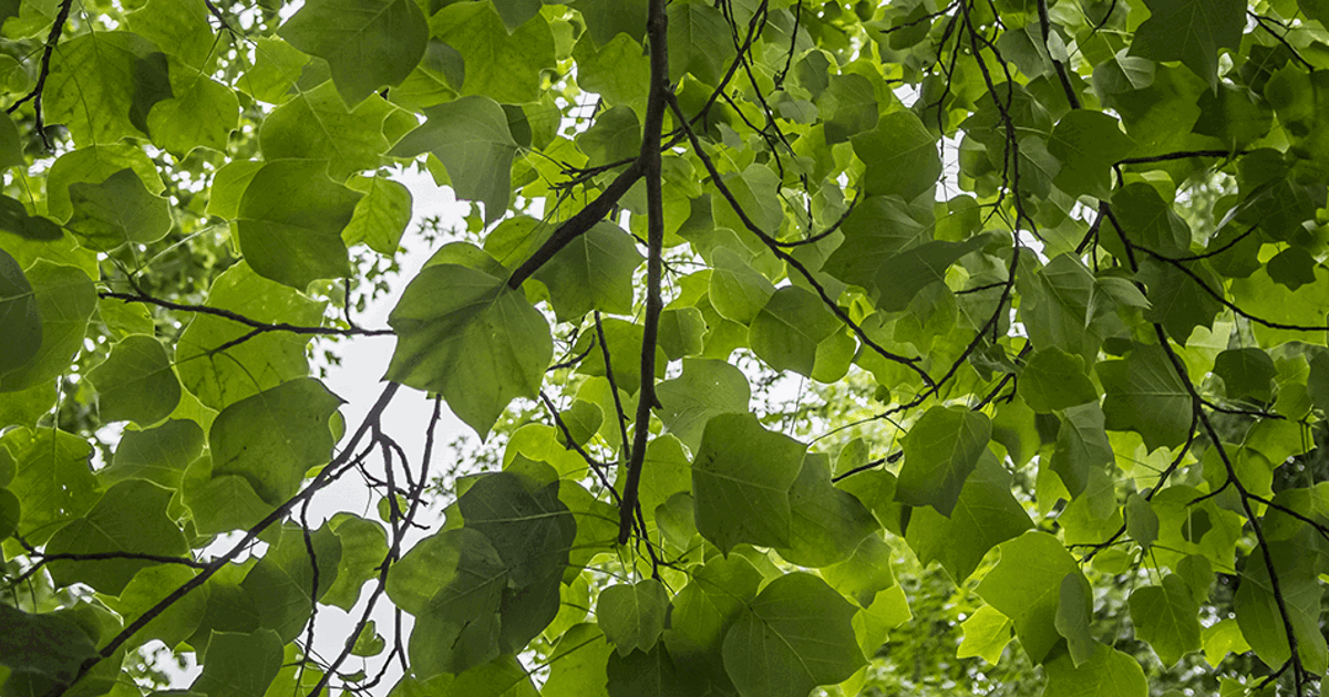 Arborguard Tree Specialists | Concourse